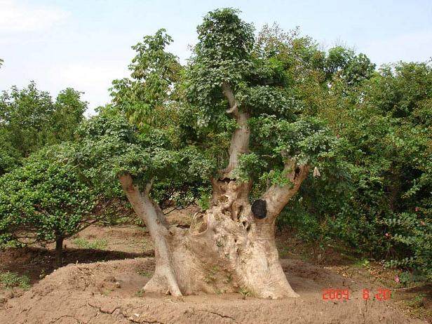 荆州盆景名家的对节白蜡情缘