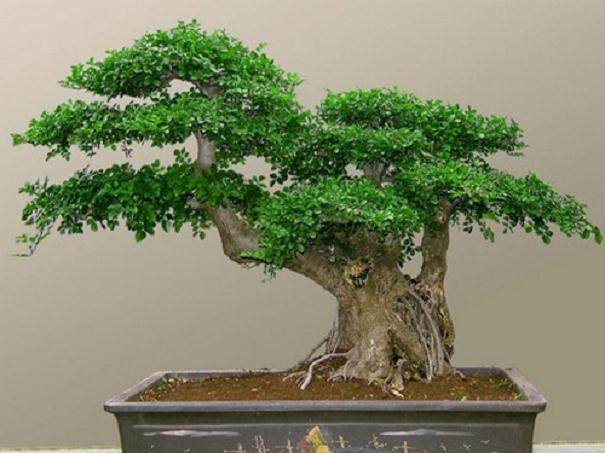 荆州盆景名家的对节白蜡情缘