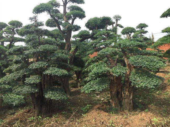 荆州盆景名家的对节白蜡情缘