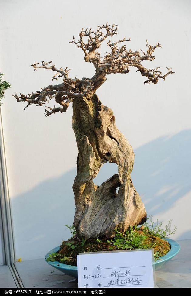 荆州盆景名家的对节白蜡情缘