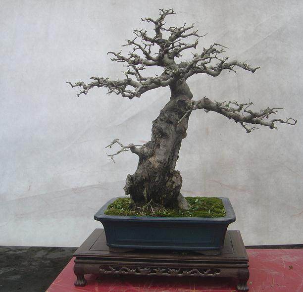 荆州盆景名家的对节白蜡情缘