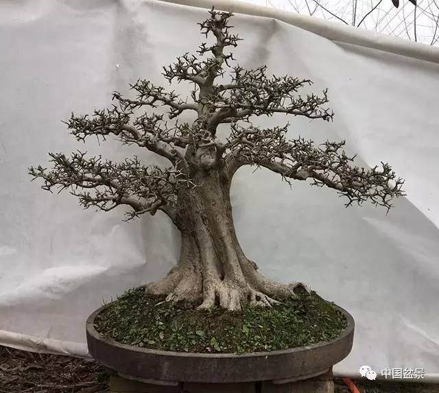 荆州盆景名家的对节白蜡情缘