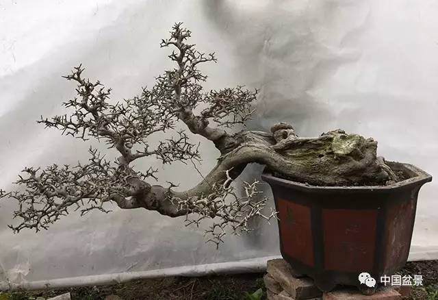 荆州盆景名家的对节白蜡情缘