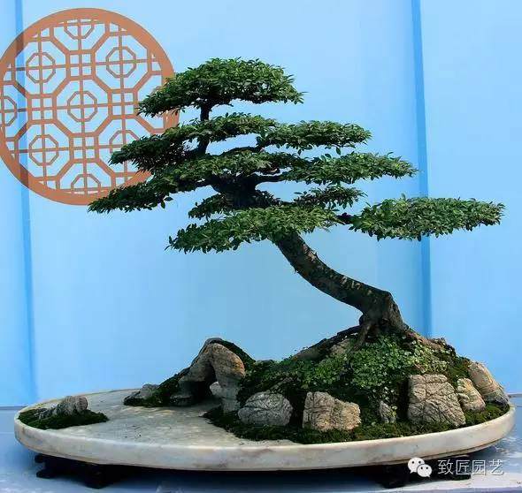 如何提高松树盆景的成活率?
