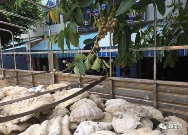 越南货车拉砗磲当盆景被没收！