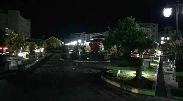 三门首届盆景展示推介节暨盆景交易市场开业仪式