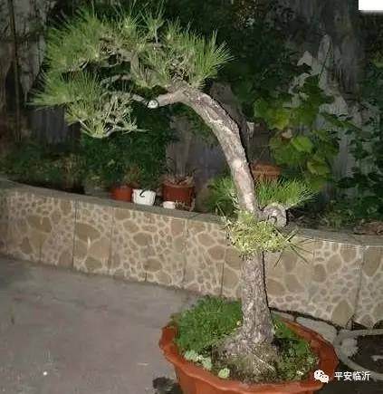 河东这个采花贼真识货, 偷一个盆景6万多!