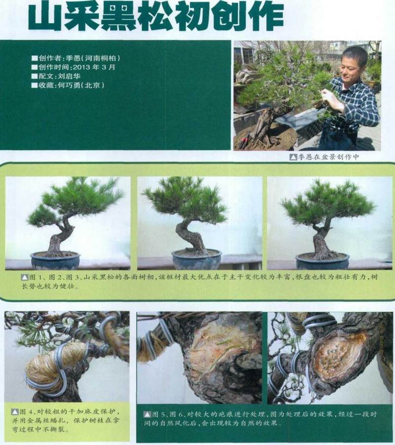 图解黑松盆景的初次制作过程