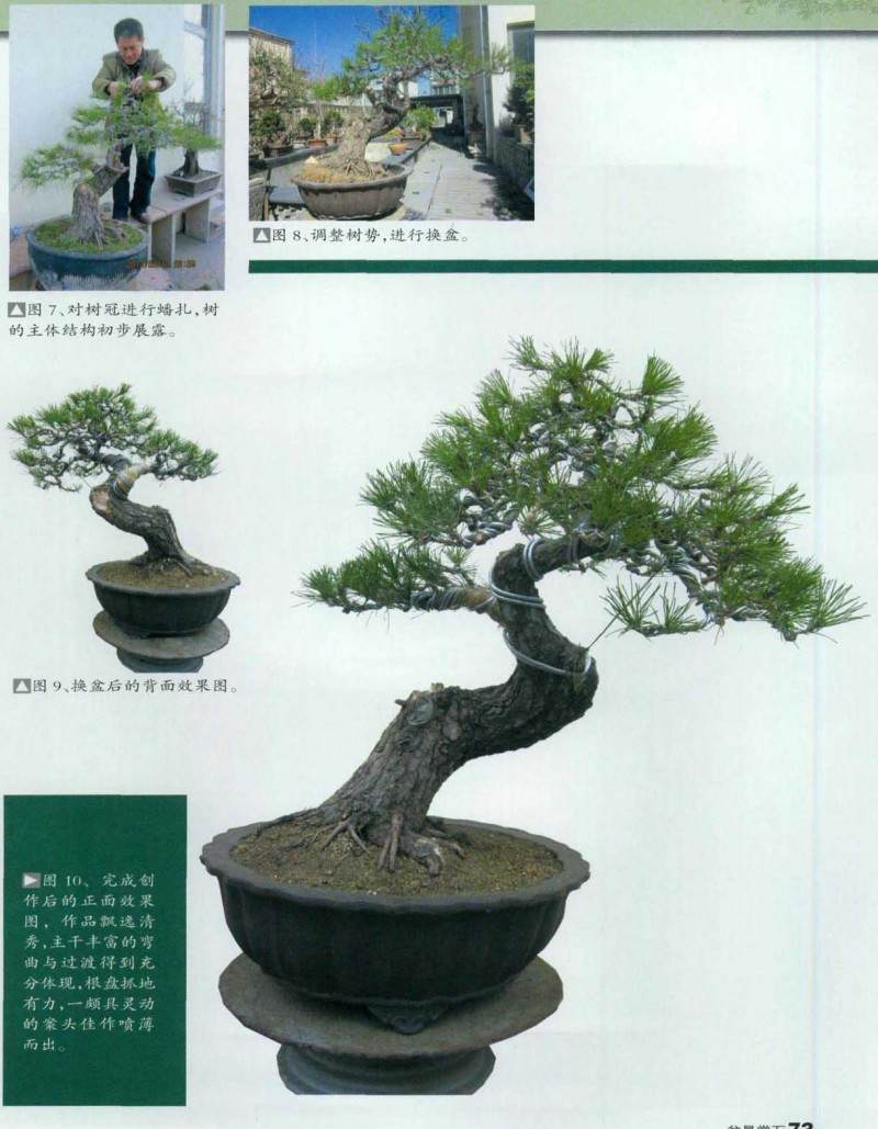 图解黑松盆景的初次制作过程