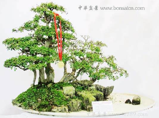 山水盆景是我国盆景艺术中一道靓丽的风景线