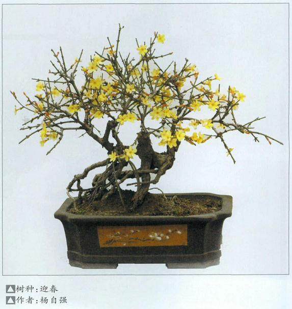 迎春花盆景的桩材获取与成型