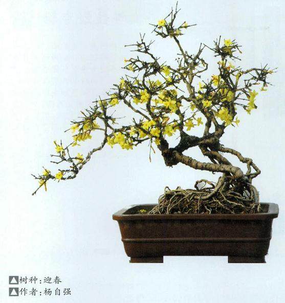 迎春花盆景的桩材获取与成型