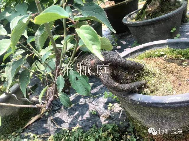 如何选择优秀的盆景素材?