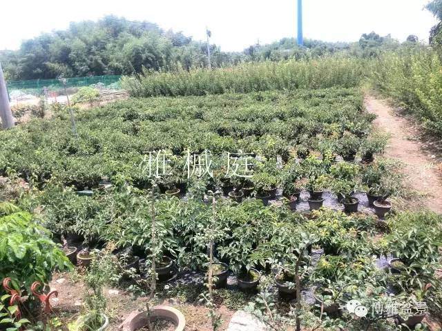 如何选择优秀的盆景素材6个方法