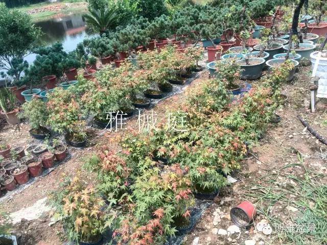 如何选择优秀的盆景素材6个方法