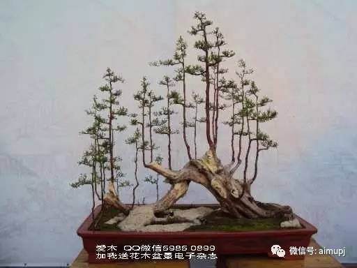 岭南盆景的代表方法--&ldquo;蓄枝截干&rdquo;【图解】