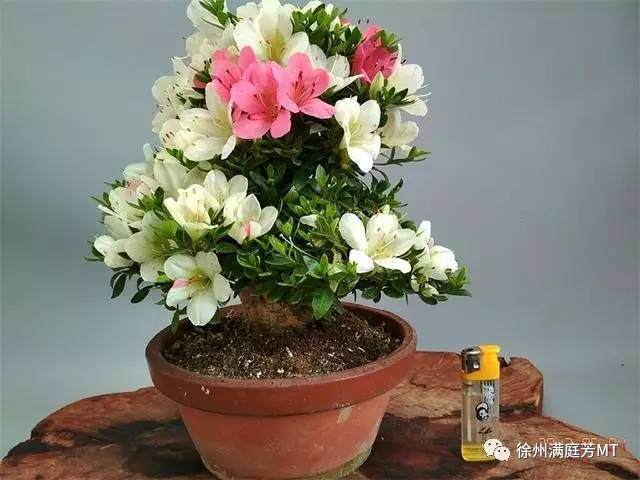 制作杜鹃微型盆景