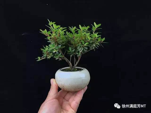 制作杜鹃微型盆景