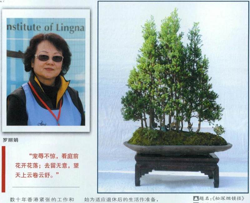 2013年香港北区花鸟虫鱼展览的盆景展