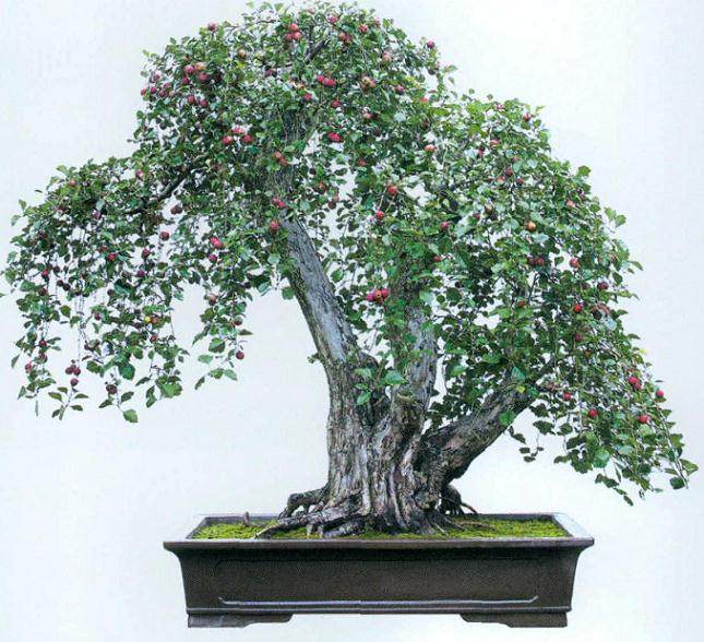 制作垂枝式盆景的3个步骤【图解】