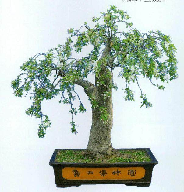 制作垂枝式盆景的3个步骤【图解】