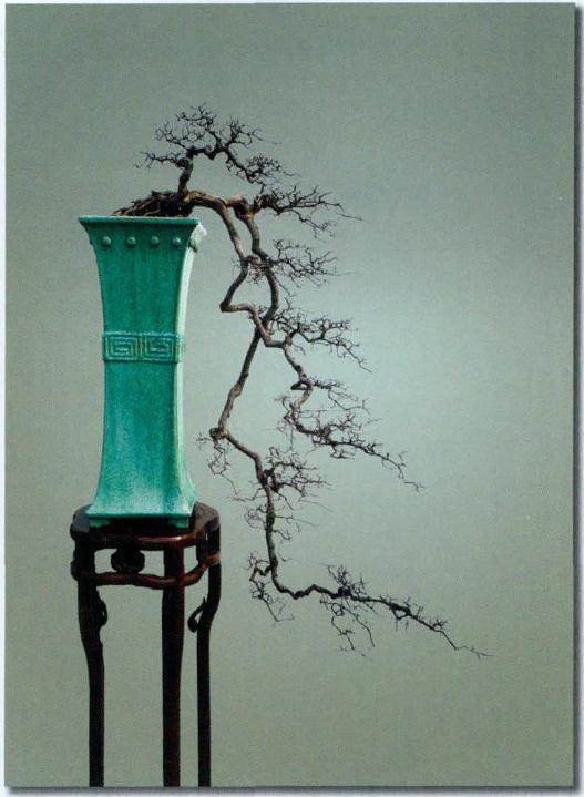 韩学年的盆景艺术承岭南一脉而自成一家