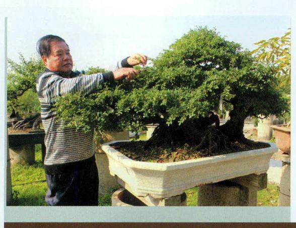 脱衣换锦是制作岭南盆景的重要手法