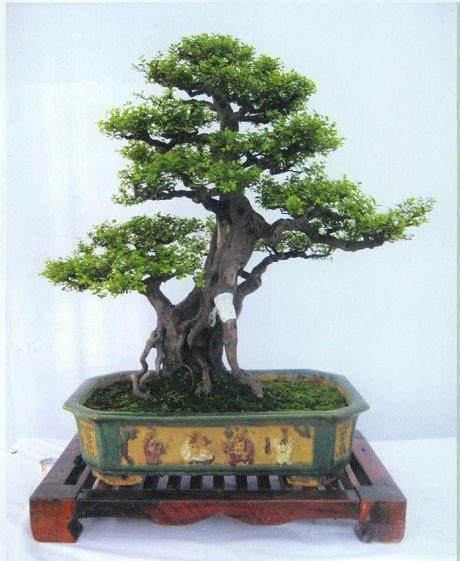 脱衣换锦是制作岭南盆景的重要手法