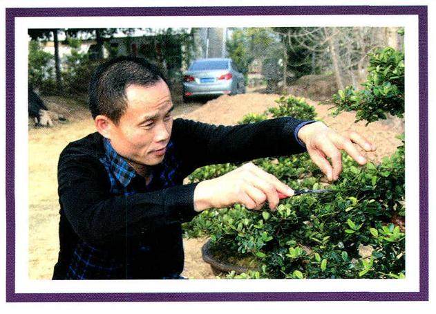 石首盆景艺术家--胡国武