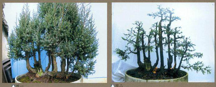 连根丛林式的盆景制作过程【图解】