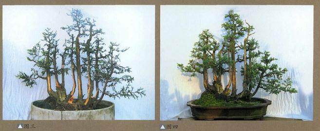 连根丛林式的盆景制作过程【图解】