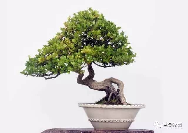 盆景植物栽种发芽也有风水 图片