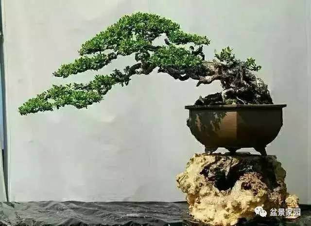 盆景植物栽种发芽也有风水 图片