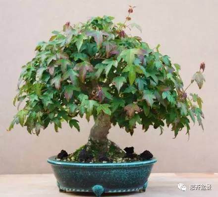 对于落叶树种盆景来说,摘叶是一项极其重要的养护技巧