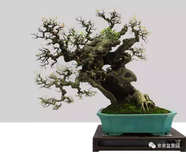 优秀盆景作品的特点