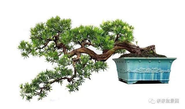 优秀盆景作品的特点