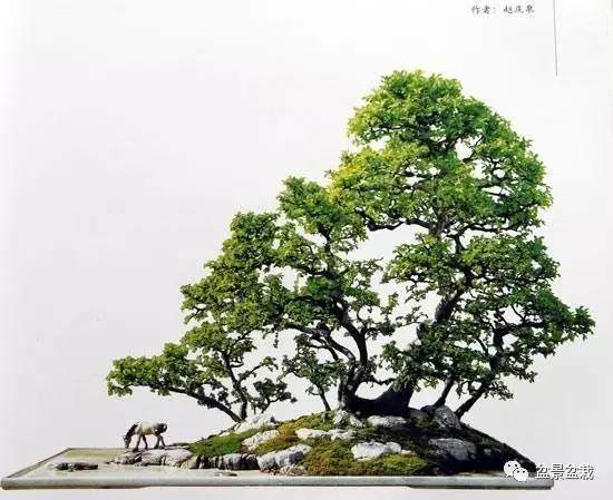 制作水旱盆景的10个步骤