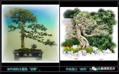 意境如何,是品评盆景作品优劣的重要标准?