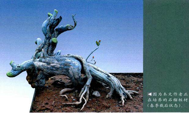 盆景的本质很简单 就是植物和土石 再加各种类型的盆钵