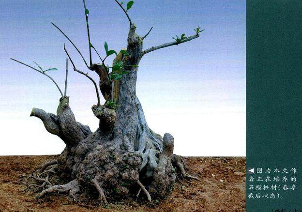 盆景的本质很简单 就是植物和土石 再加各种类型的盆钵