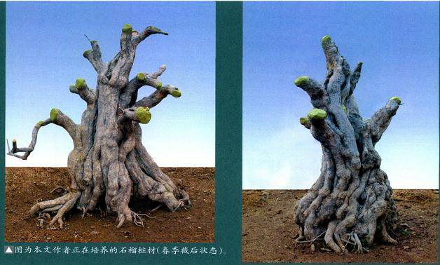 盆景的本质很简单 就是植物和土石 再加各种类型的盆钵