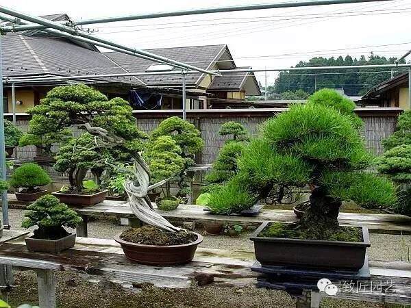 看一对日本老年夫妻的盆景生活!