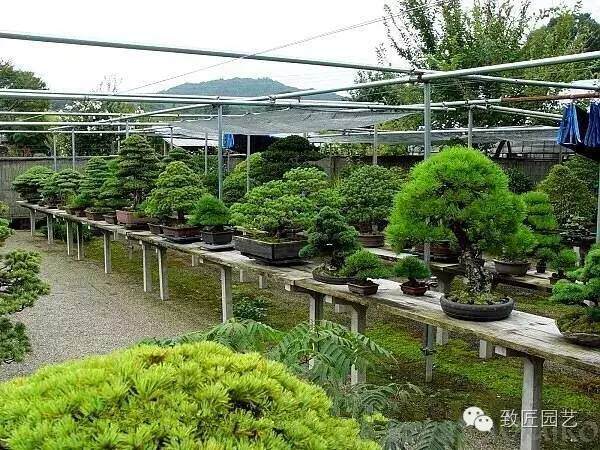 看一对日本老年夫妻的盆景生活!