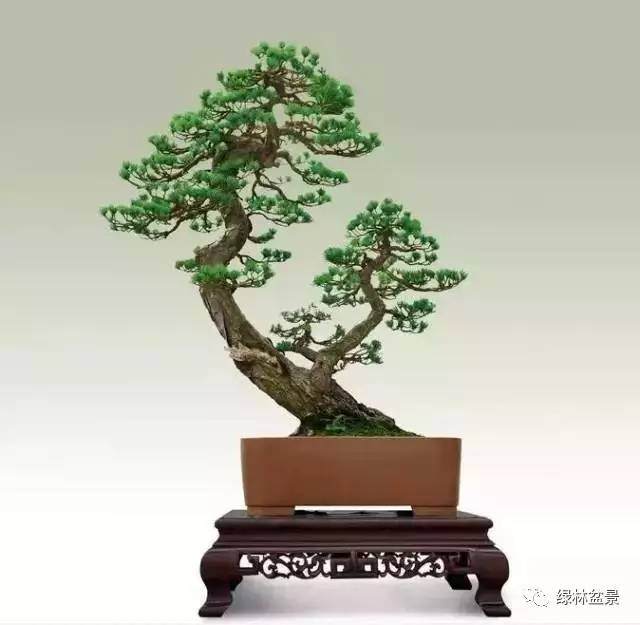 盆景制作过程中的空间与禅意