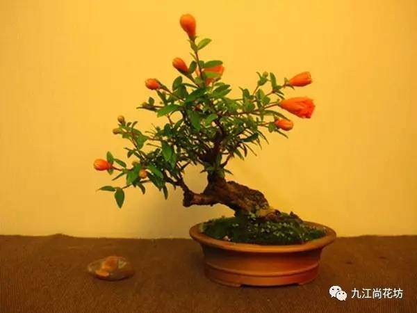 石榴成熟前&mdash;&mdash;石榴花盆景