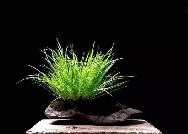 【国学堂】养草也优雅——微盆景体验课