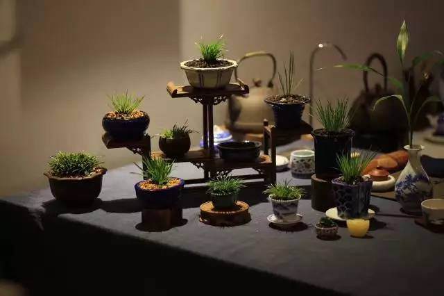 【国学堂】养草也优雅——微盆景体验课
