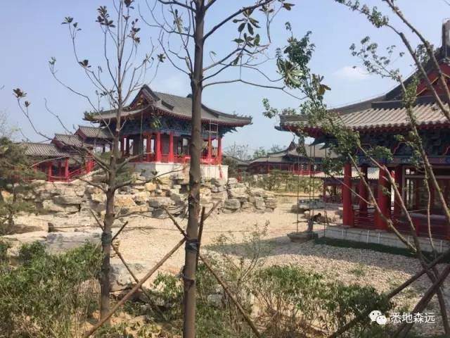 第十一届中国郑州国际园博会山水豫园盆景展