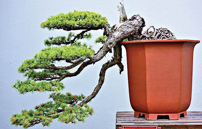 如皋市顾庄社区：做活盆景产业 实现民富村美