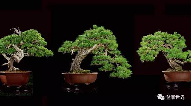 今年首场大型盆景拍卖会成绩单揭晓